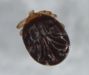 tick larvae