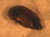 Caprophilus sp.