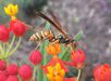 Polistes fuscatus