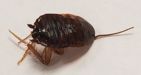 Cockroach