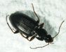 Ground beetle