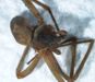 Brown Recluse Spider