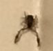 Pseudoscorpion