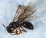 Carpenter ant