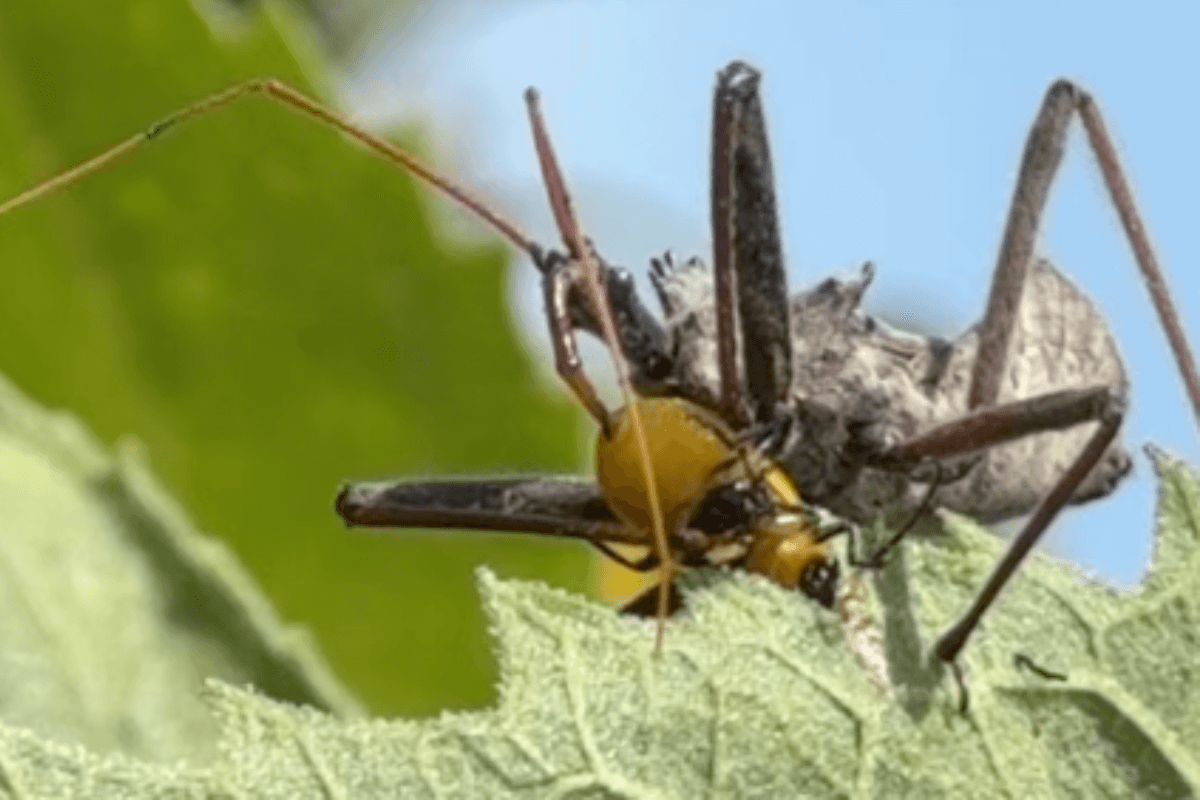 Wheel bug eating something